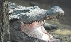 الموت يغيب أضخم تمساح في العالم